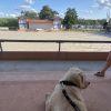 Images de profil de Justine - Blooming Pets - Petsitting et garde d'animaux à domicile