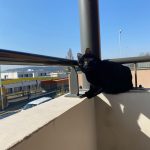 SCAR Mon Chat  Européen Femelle - Garde d'animaux à domicile