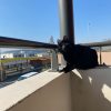 Images de profil de JADE - Blooming Pets - Petsitting et garde d'animaux à domicile