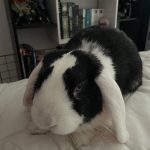 Sasuke Mon Lapin  Bélier nain Mâle - Garde d'animaux à domicile