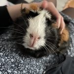 Tess Mon Cochon d’Inde  Abyssinien (Rosette) Femelle - Garde d'animaux à domicile
