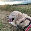 Images de profil de Ilona - Blooming Pets - Petsitting et garde d'animaux à domicile