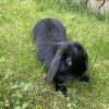 Images de profil de Ilona - Blooming Pets - Petsitting et garde d'animaux à domicile