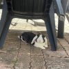 Images de profil de Ilona - Blooming Pets - Petsitting et garde d'animaux à domicile