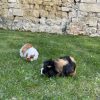 Images de profil de Ilona - Blooming Pets - Petsitting et garde d'animaux à domicile