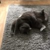 Images de profil de Ilona - Blooming Pets - Petsitting et garde d'animaux à domicile