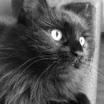 Emy Mon Chat  Européen Femelle - Garde d'animaux à domicile