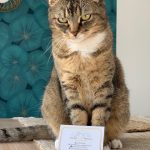 Sangha Mon Chat  Européen Femelle - Garde d'animaux à domicile