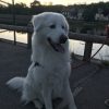 Images de profil de Karen - Blooming Pets - Petsitting et garde d'animaux à domicile