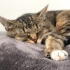 Images de profil de Karen - Blooming Pets - Petsitting et garde d'animaux à domicile