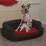 Pongo Mon Chien  Dalmatien Mâle stérilisé - Garde d'animaux à domicile