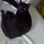 Yami Mon Chat  Européen Femelle stérilisée - Garde d'animaux à domicile