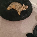 Flora Mon Chat  Européen Femelle stérilisée - Garde d'animaux à domicile