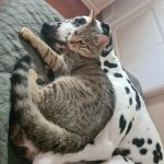 Sacha Mon Chat  Européen Mâle stérilisé - Garde d'animaux à domicile