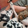 Images de profil de Cassandra - Blooming Pets - Petsitting et garde d'animaux à domicile