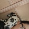 Images de profil de Cassandra - Blooming Pets - Petsitting et garde d'animaux à domicile