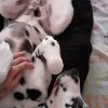 Images de profil de Cassandra - Blooming Pets - Petsitting et garde d'animaux à domicile