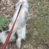 Khadi - Blooming Pets - Petsitting et garde d'animaux à domicile