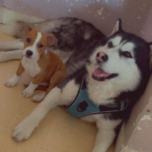 Images de profil de Killian - Blooming Pets - Petsitting et garde d'animaux à domicile