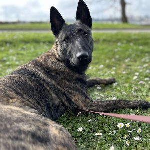 Images de profil de Kimberley - Blooming Pets - Petsitting et garde d'animaux Ă domicile