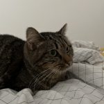 Léa Mon Chat  Européen Femelle - Garde d'animaux à domicile