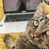 Images de profil de Soline - Blooming Pets - Petsitting et garde d'animaux à domicile