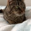 Images de profil de Soline - Blooming Pets - Petsitting et garde d'animaux à domicile