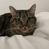 Images de profil de Soline - Blooming Pets - Petsitting et garde d'animaux à domicile