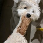 Truffe Mon Chien  Croisé Femelle - Garde d'animaux à domicile
