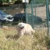 Images de profil de Koline - Blooming Pets - Petsitting et garde d'animaux à domicile