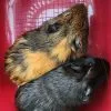 Images de profil de Koline - Blooming Pets - Petsitting et garde d'animaux à domicile
