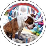 Charles Mon Chien  Bulldog Anglais Mâle - Garde d'animaux à domicile
