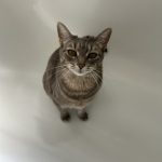 Globule Mon Chat  Chat de gouttière (Commun) Femelle - Garde d'animaux à domicile