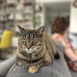 Mirage Mon Chat  Chat de gouttière (Commun) Femelle - Garde d'animaux à domicile