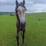 Diogo Mon Cheval  Lusitanien Hongre - Garde d'animaux à domicile