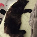Uby Mon Chat  Européen Mâle stérilisé - Garde d'animaux à domicile