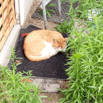 Milo Mon Chat  Bombay Mâle - Garde d'animaux à domicile