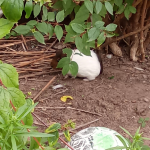 BINI Mon Cochon d’Inde  Abyssinien (Rosette) Mâle - Garde d'animaux à domicile