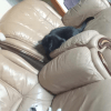 Images de profil de Maxime - Blooming Pets - Petsitting et garde d'animaux à domicile