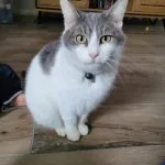 OHANA Mon Chat  Européen Femelle - Garde d'animaux à domicile
