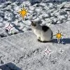 Images de profil de Laura - Blooming Pets - Petsitting et garde d'animaux à domicile