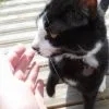 Images de profil de Laura - Blooming Pets - Petsitting et garde d'animaux à domicile
