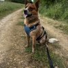 Images de profil de Dessislava - Blooming Pets - Petsitting et garde d'animaux à domicile