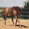 Images de profil de Dessislava - Blooming Pets - Petsitting et garde d'animaux à domicile