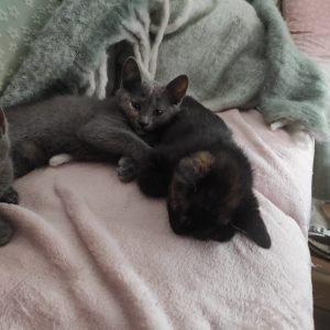 Images de profil de Pothee - Blooming Pets - Petsitting et garde d'animaux à domicile