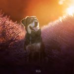 Paco Mon Chien  Croisé Mâle - Garde d'animaux à domicile