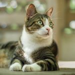 Happy Mon Chat  Croisé Mâle - Garde d'animaux à domicile
