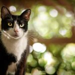 Orion Mon Chat  Croisé Mâle - Garde d'animaux à domicile