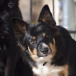 Uthopia Mon Chien  Border Collie Femelle - Garde d'animaux à domicile