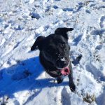 Dik Mon Chien  Beauceron Mâle - Garde d'animaux à domicile